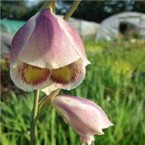 Gladiolus Papilio